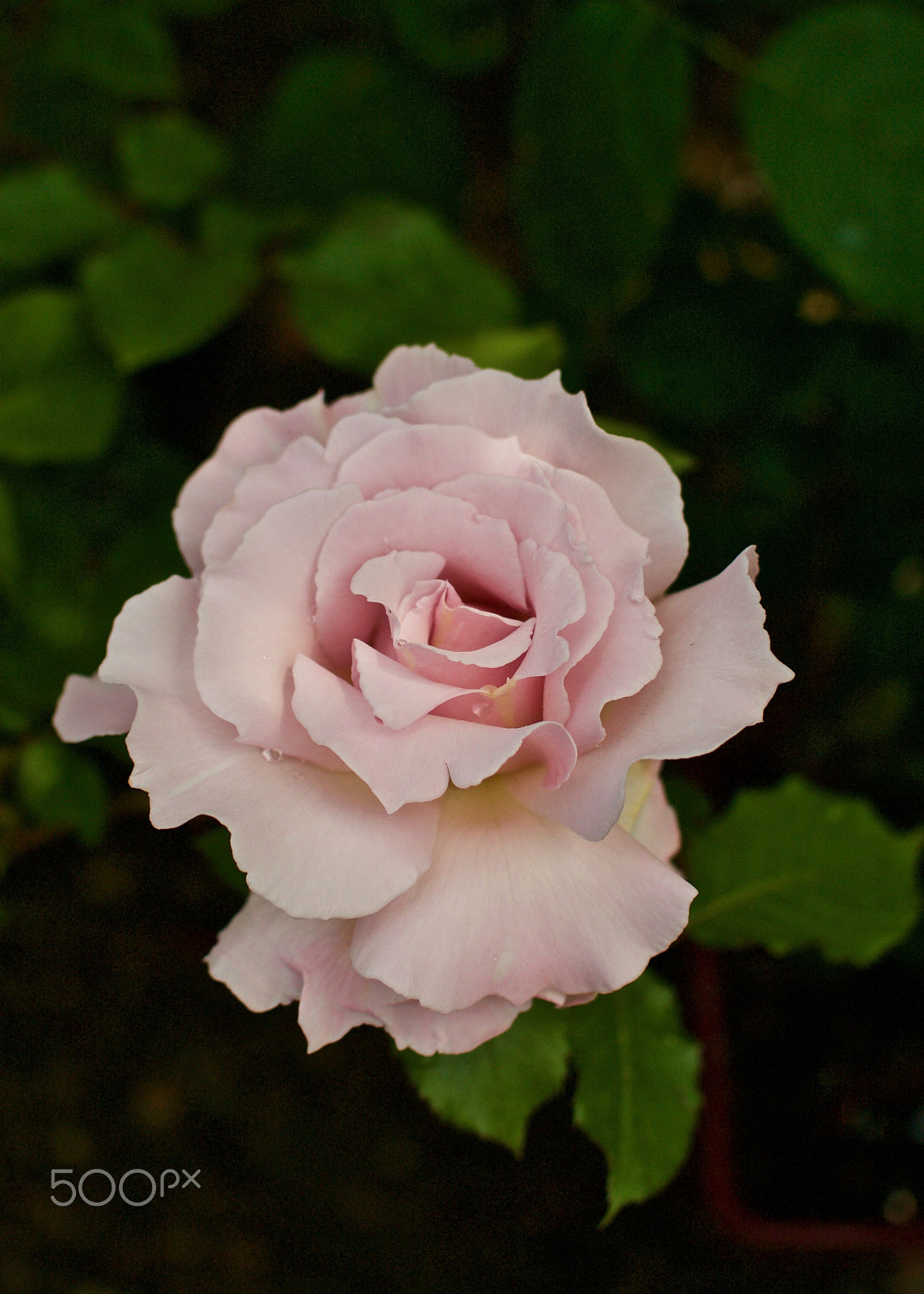 Nikon 1 J2 sample photo. Pale pink rose photography