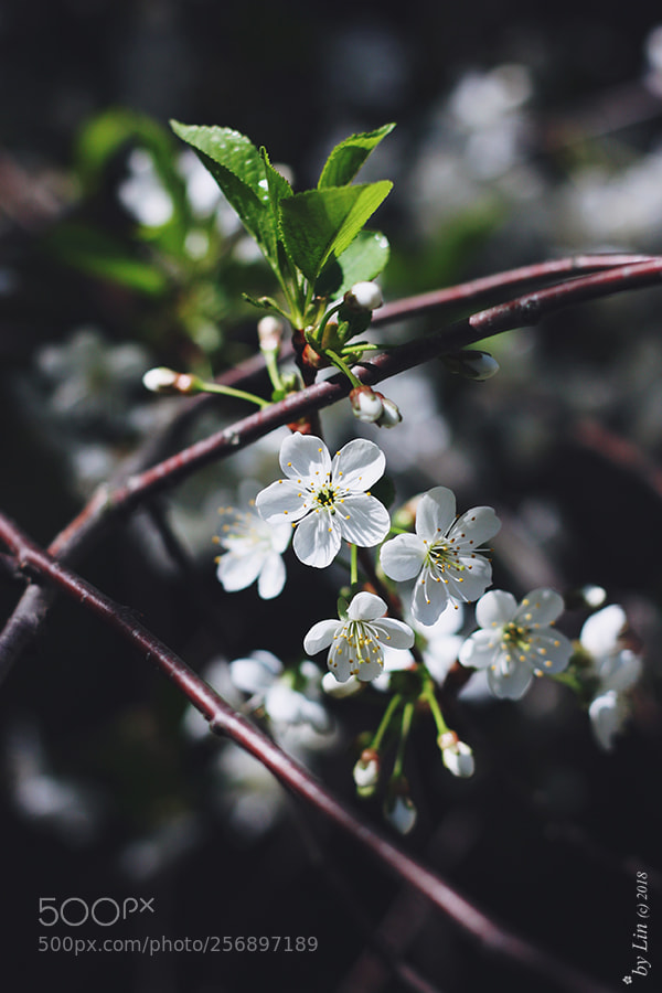 Canon EOS 450D (EOS Rebel XSi / EOS Kiss X2) sample photo. Blossom photography