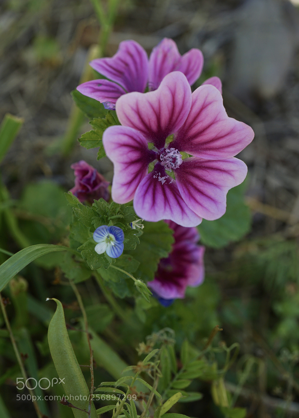Sony a7 II sample photo. What are you talking photography
