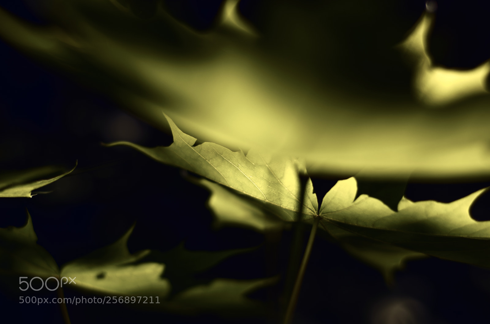 Pentax K-5 II sample photo. Maple leaves 2 photography