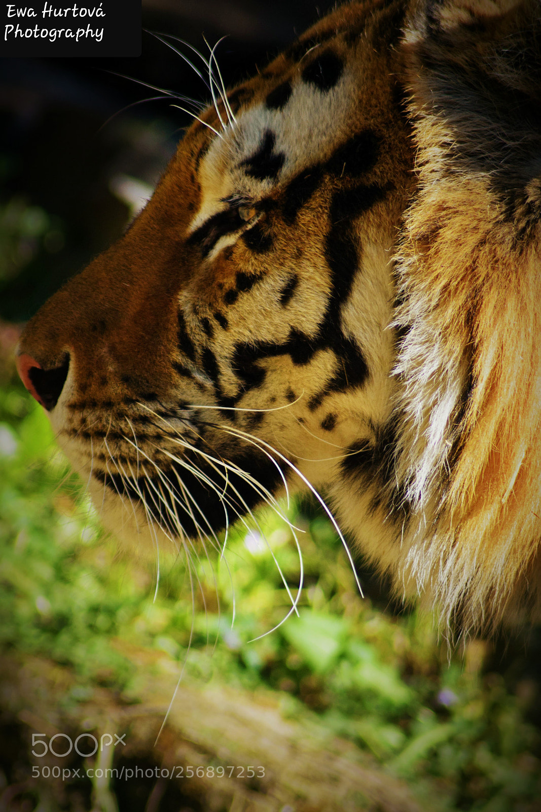 Nikon D3300 sample photo. Untitled photography