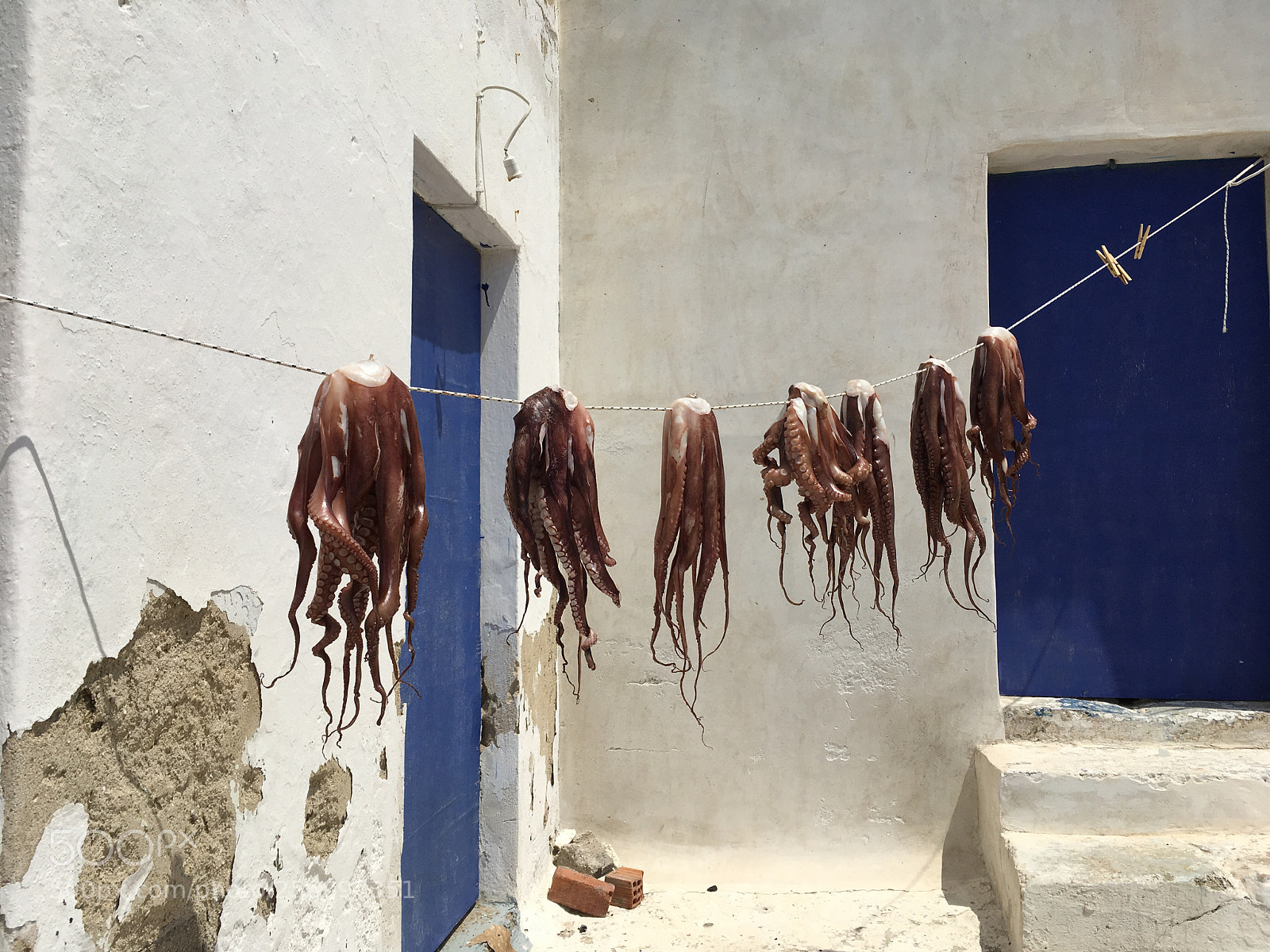 Apple iPhone SE sample photo. Octopus drying photography