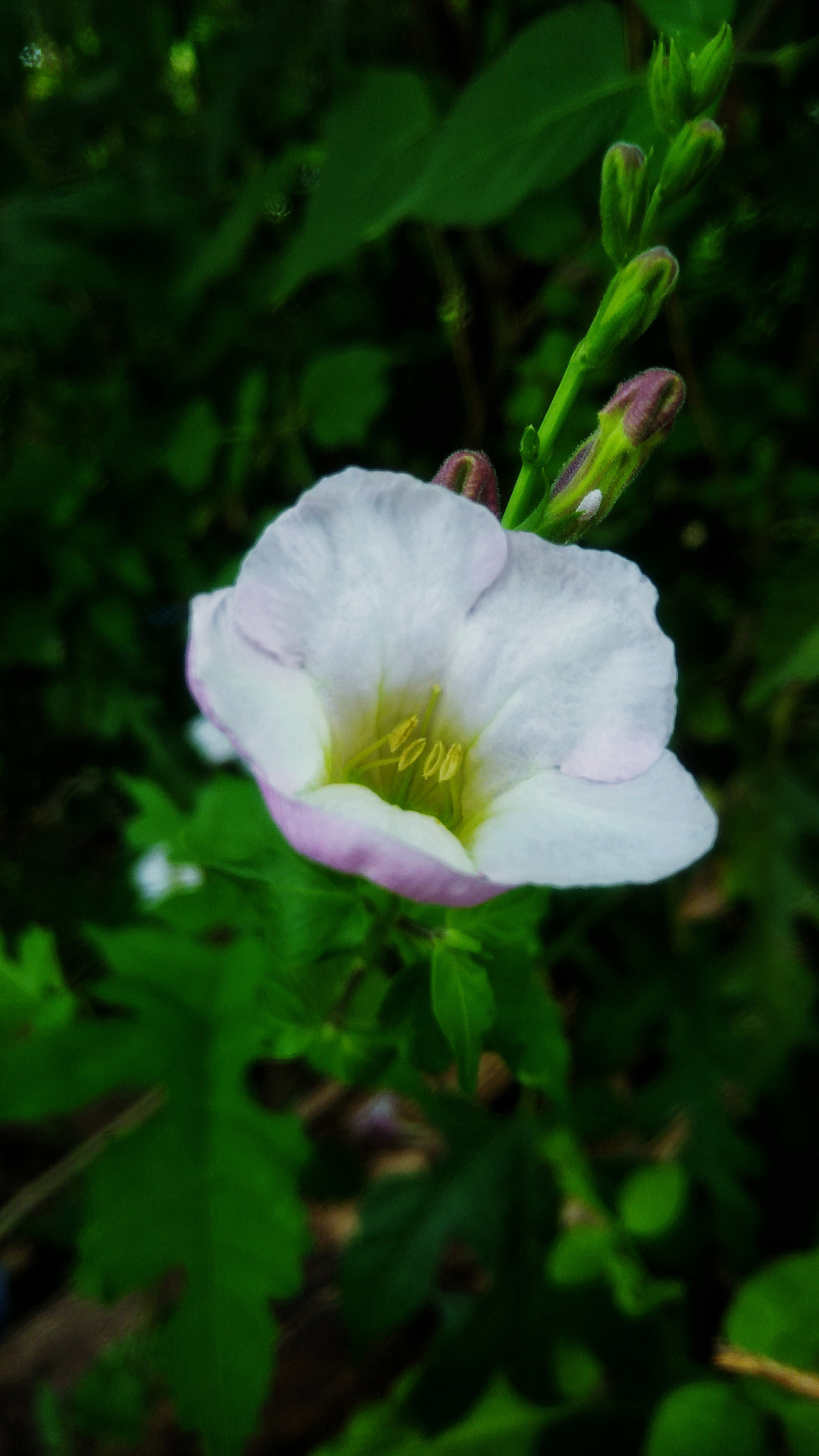 ASUS ZenFone 3 Max (ZC553KL) sample photo. Beautiful white flower photography