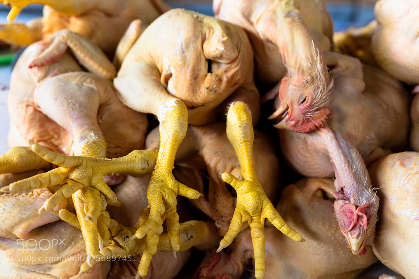 Canon EOS 5DS R sample photo. Chicken exposed in market photography