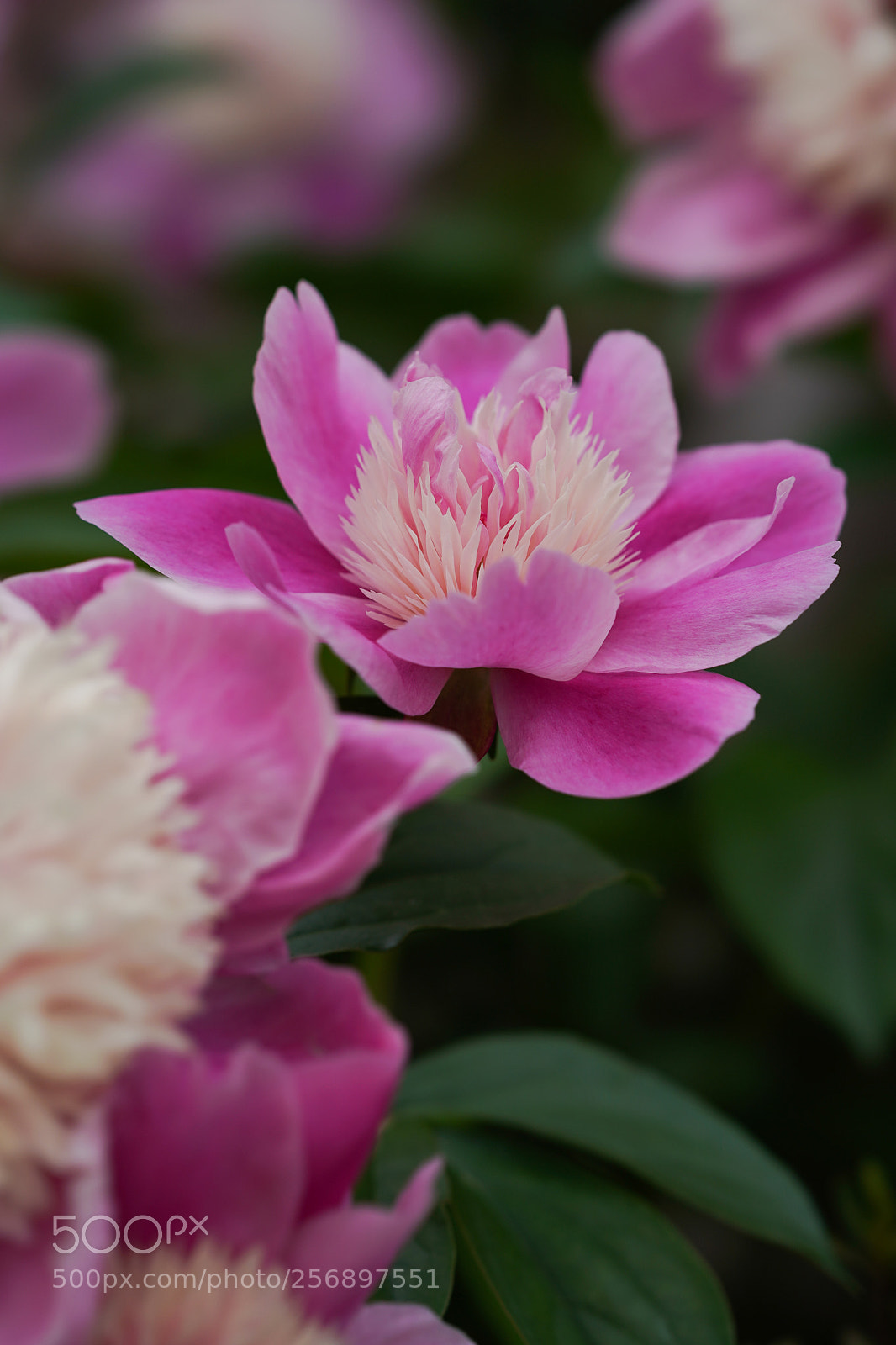 Sony a9 sample photo. Paeonies photography