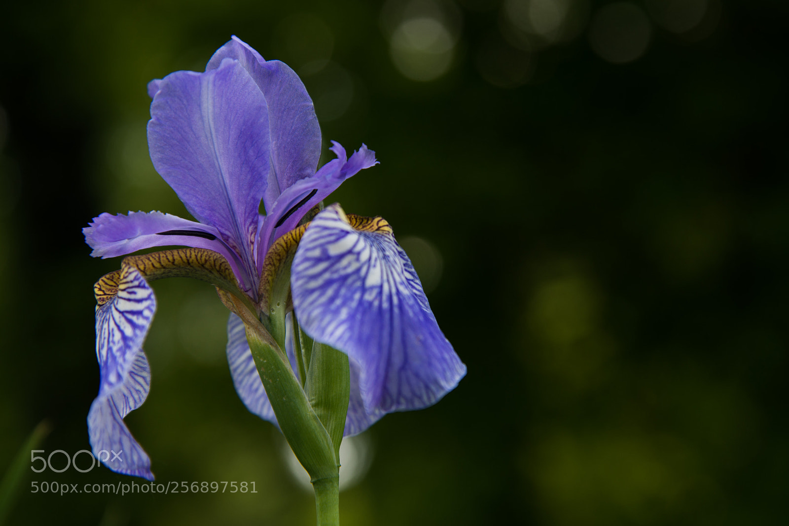 Nikon D610 sample photo. Iris flower. photography