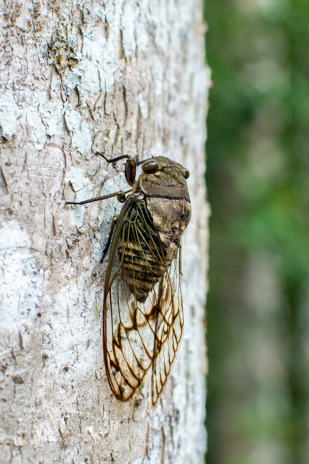 Nikon D7100 sample photo. Cicadidae photography