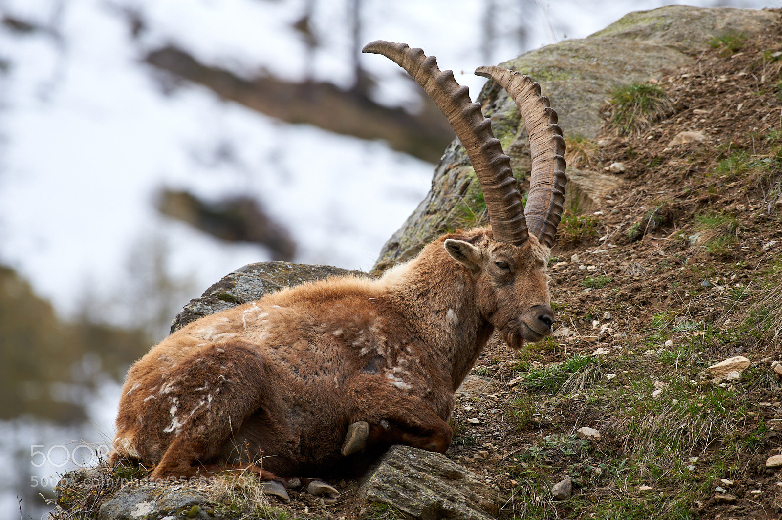 Nikon D3 sample photo. Capra ibex photography