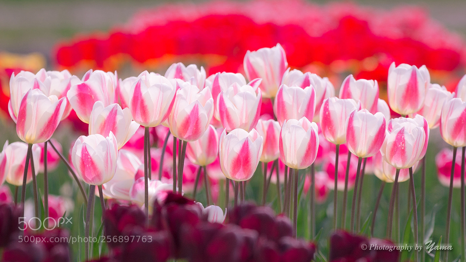 Canon EOS-1D X sample photo. Pink tulip photography