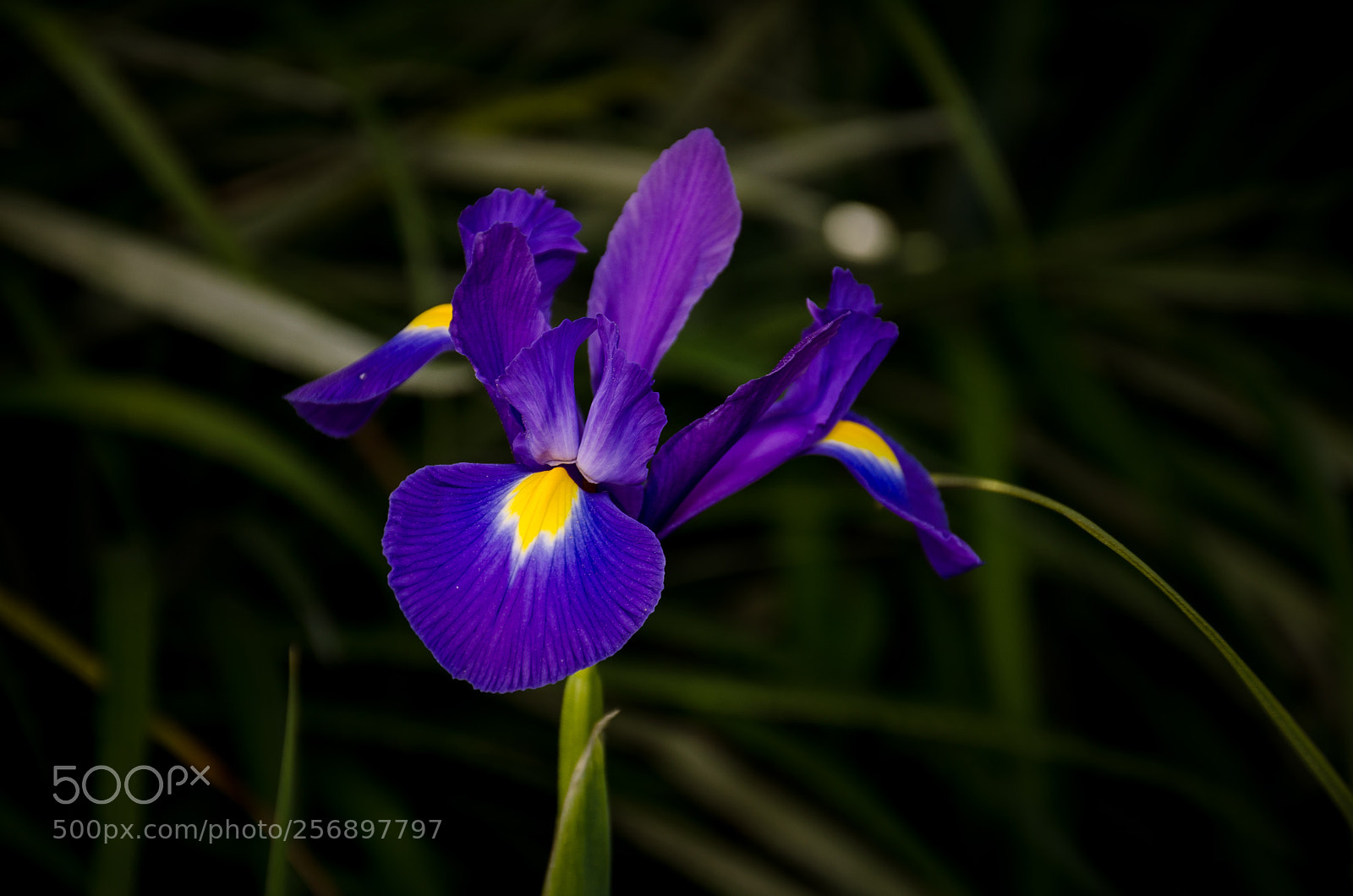 Nikon D5100 sample photo. Spring photography