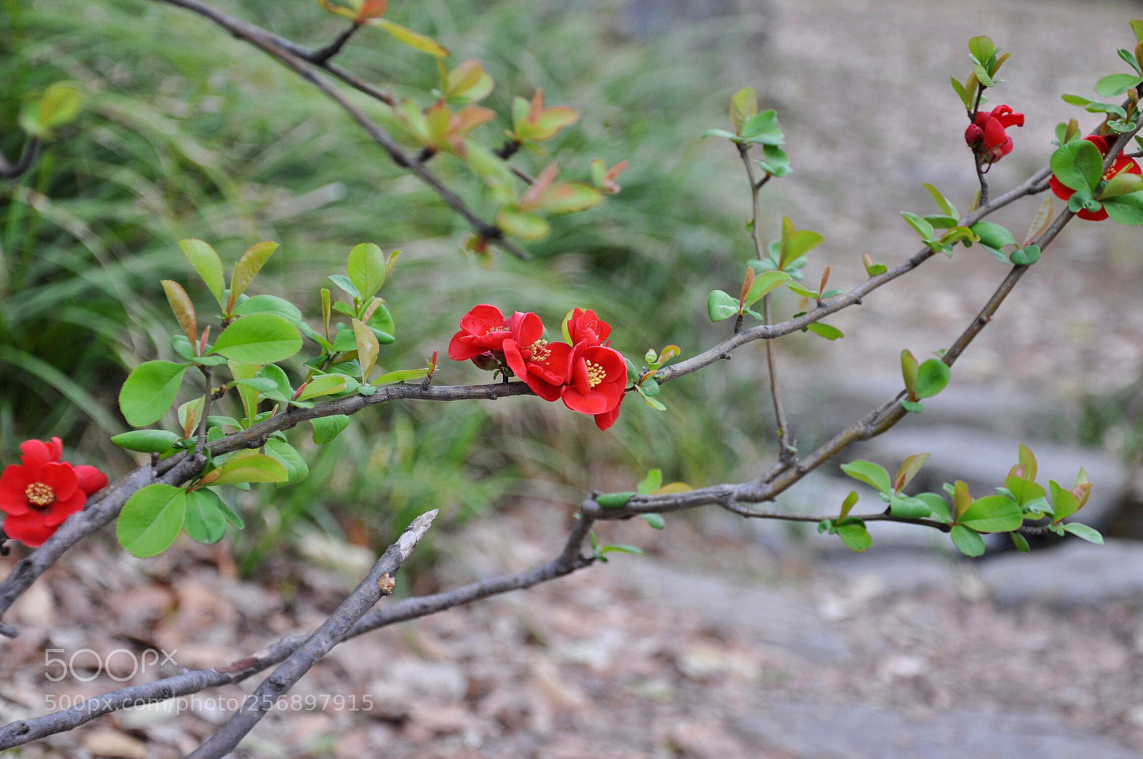Nikon D90 sample photo. Sprout photography