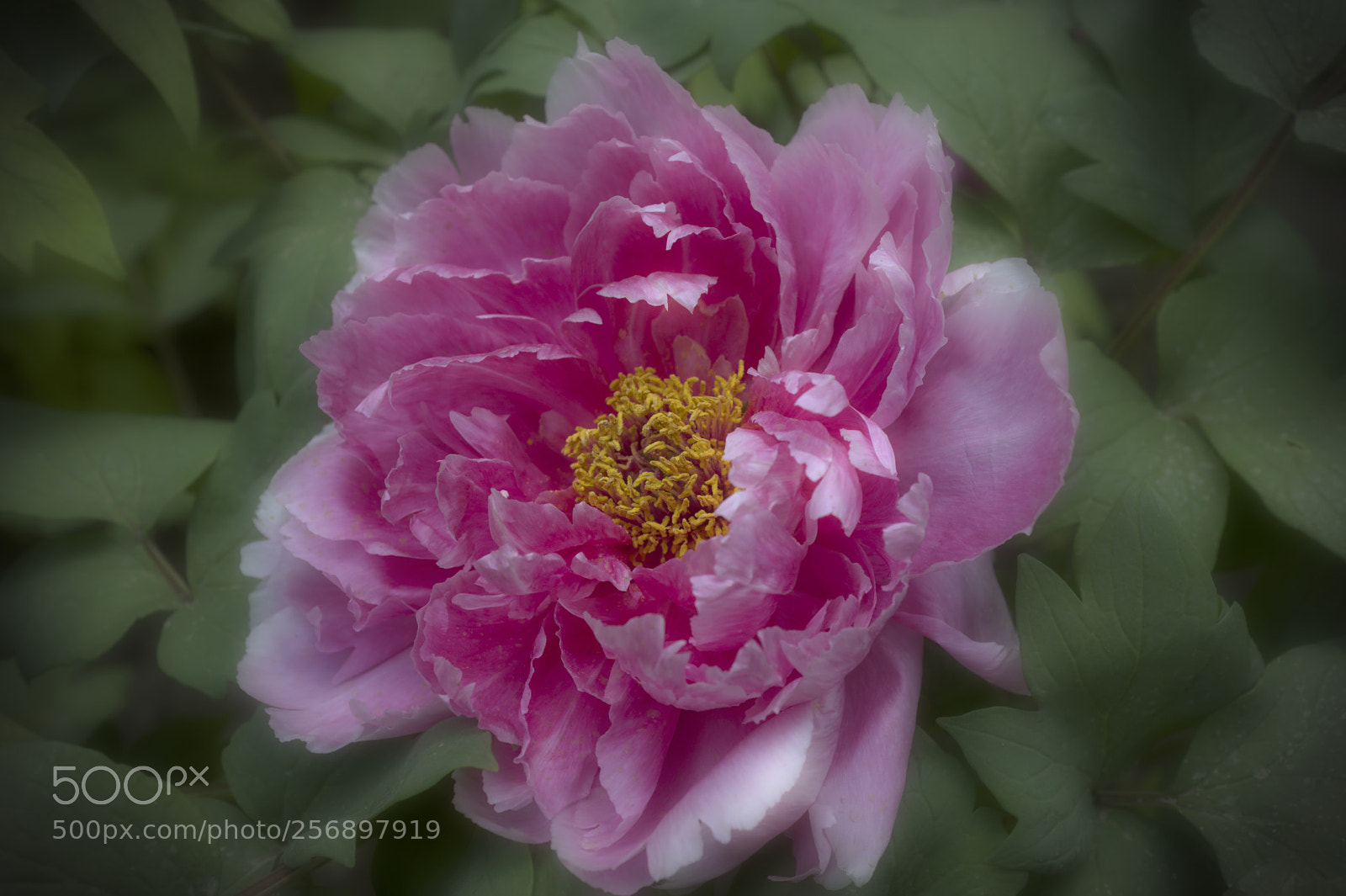 Fujifilm X100F sample photo. Peony photography