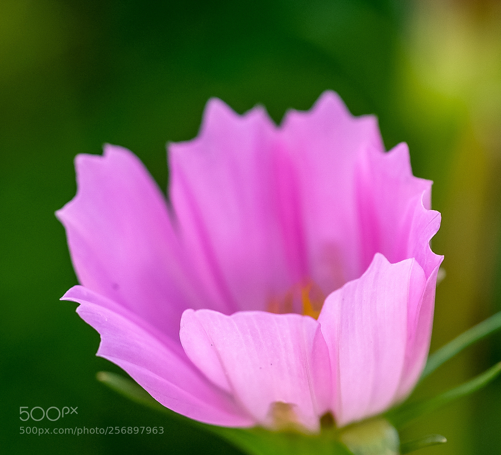 Fujifilm X-H1 sample photo. Spring purple photography