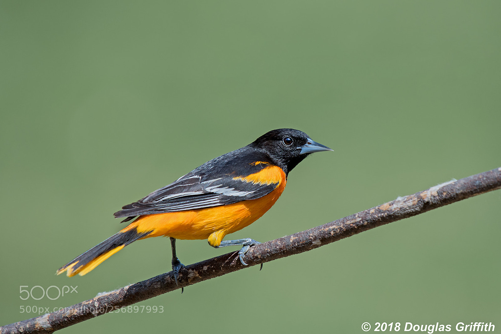 Nikon D500 sample photo. Male baltimore oriole icterus photography