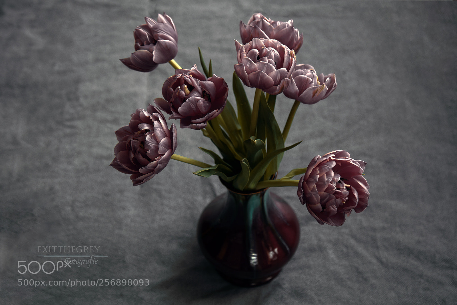 Canon EOS 80D sample photo. Tulip still ii photography