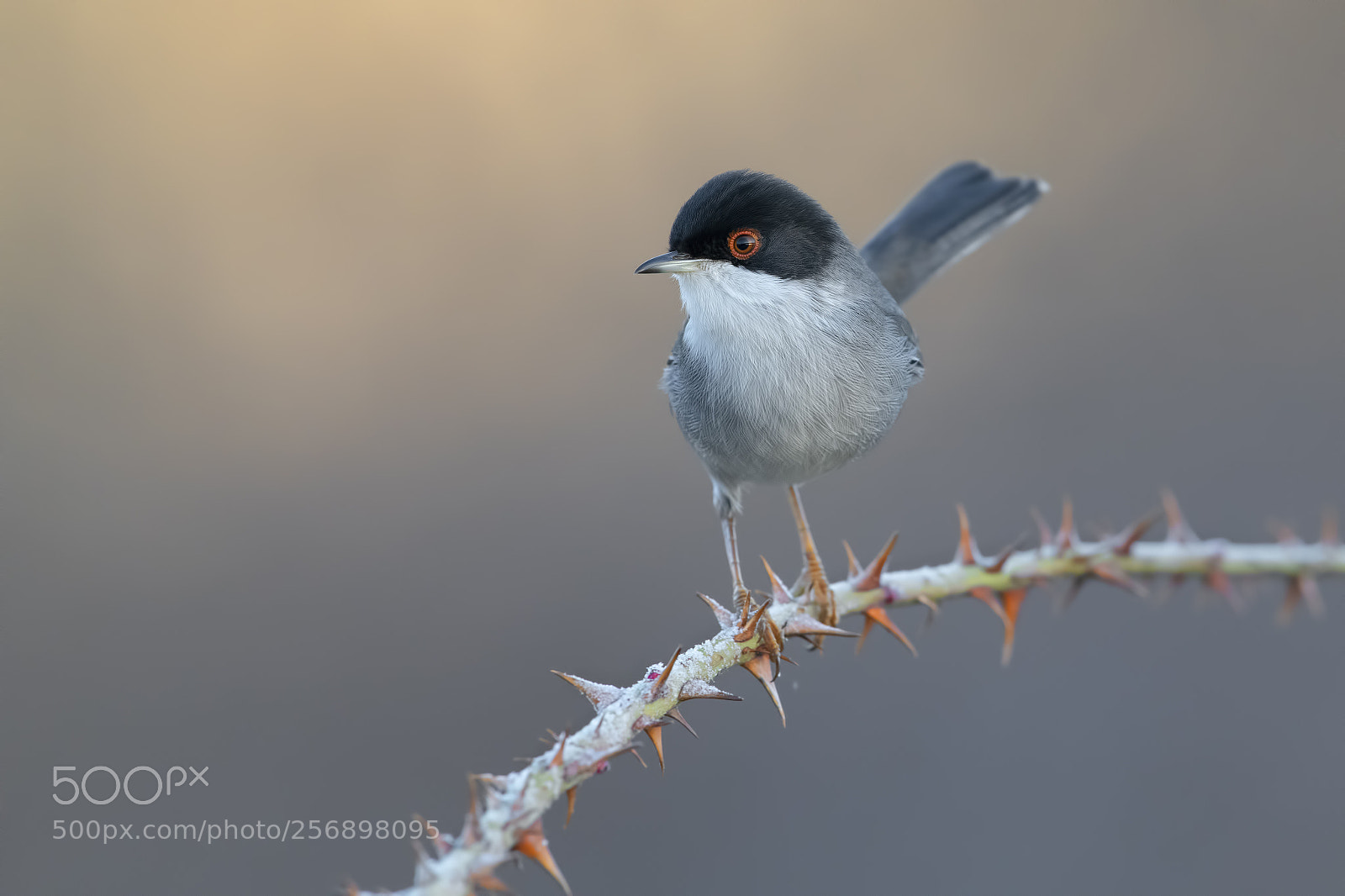 Nikon D850 sample photo. Sardinian warbler photography