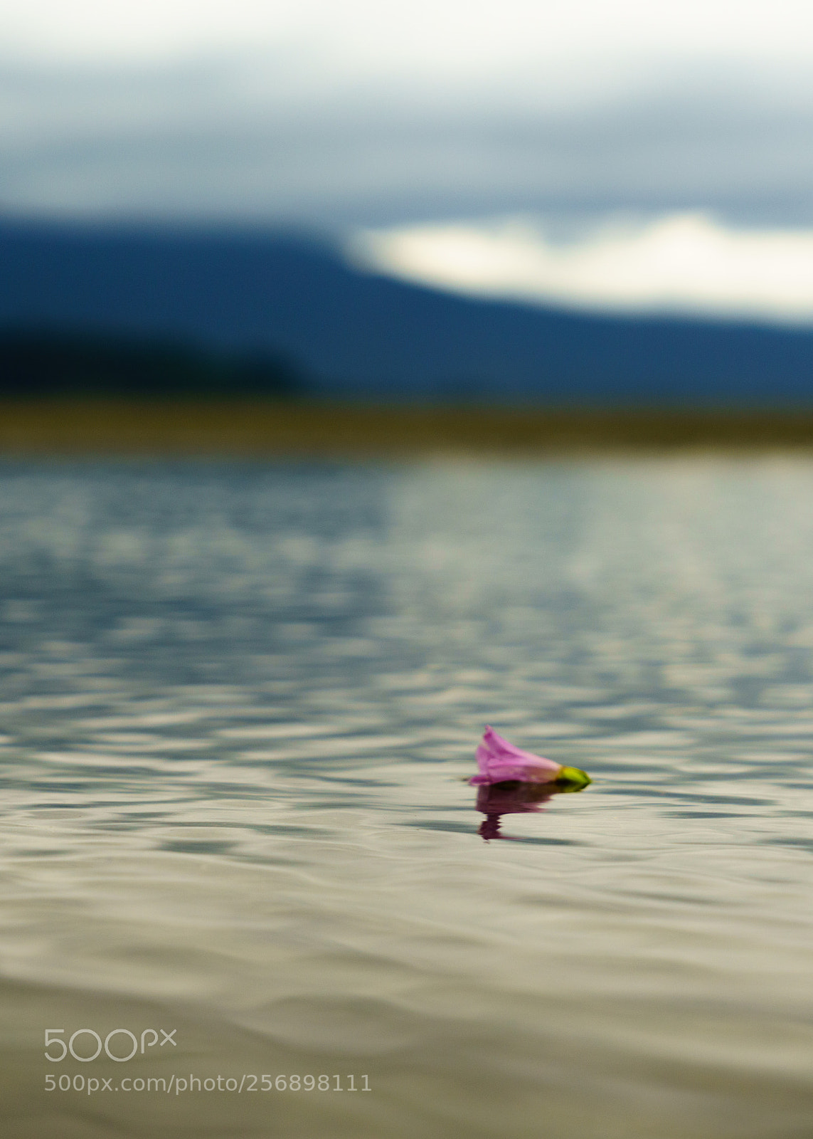Sony a7R II sample photo. Floating without care photography