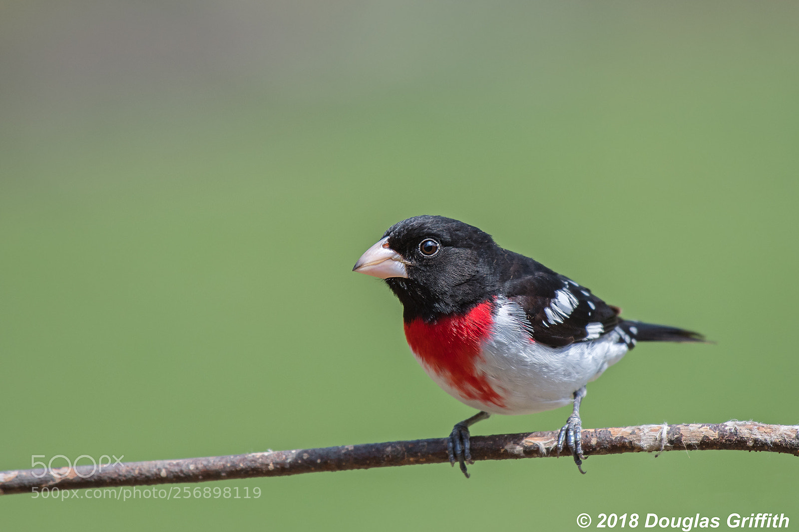 Nikon D500 sample photo. Rose-breasted grosbeak (pheucticus ludovicianus) photography