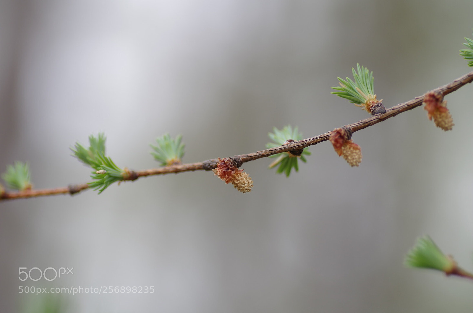 Pentax K-30 sample photo. Buds and flowers photography