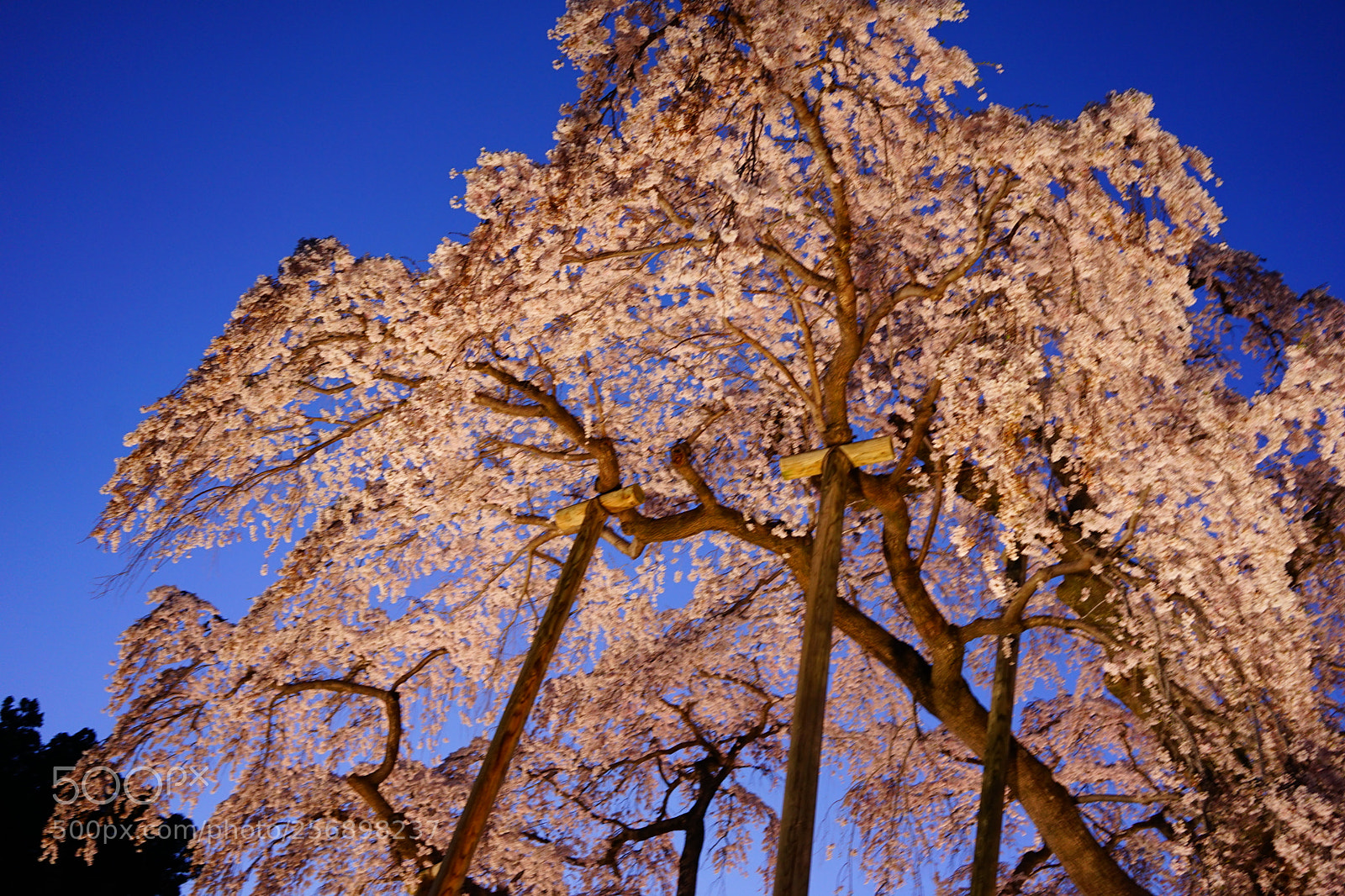 Sony a7 II sample photo. Dsc photography