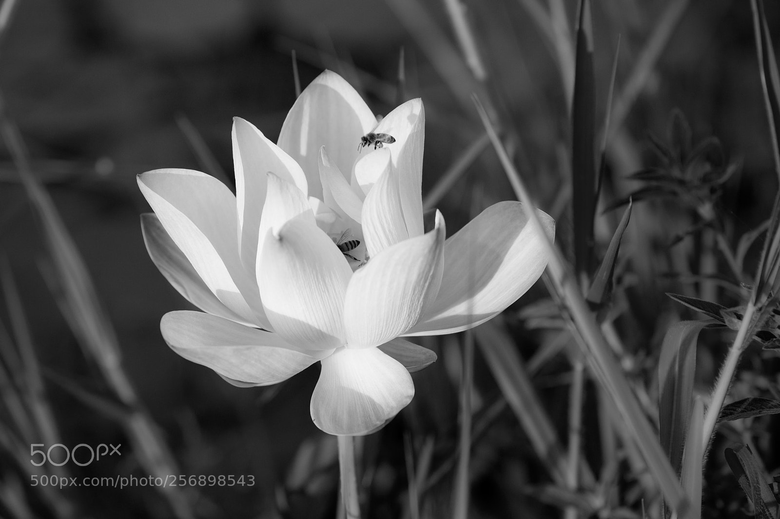 Canon EOS 6D Mark II sample photo. Untitled photography