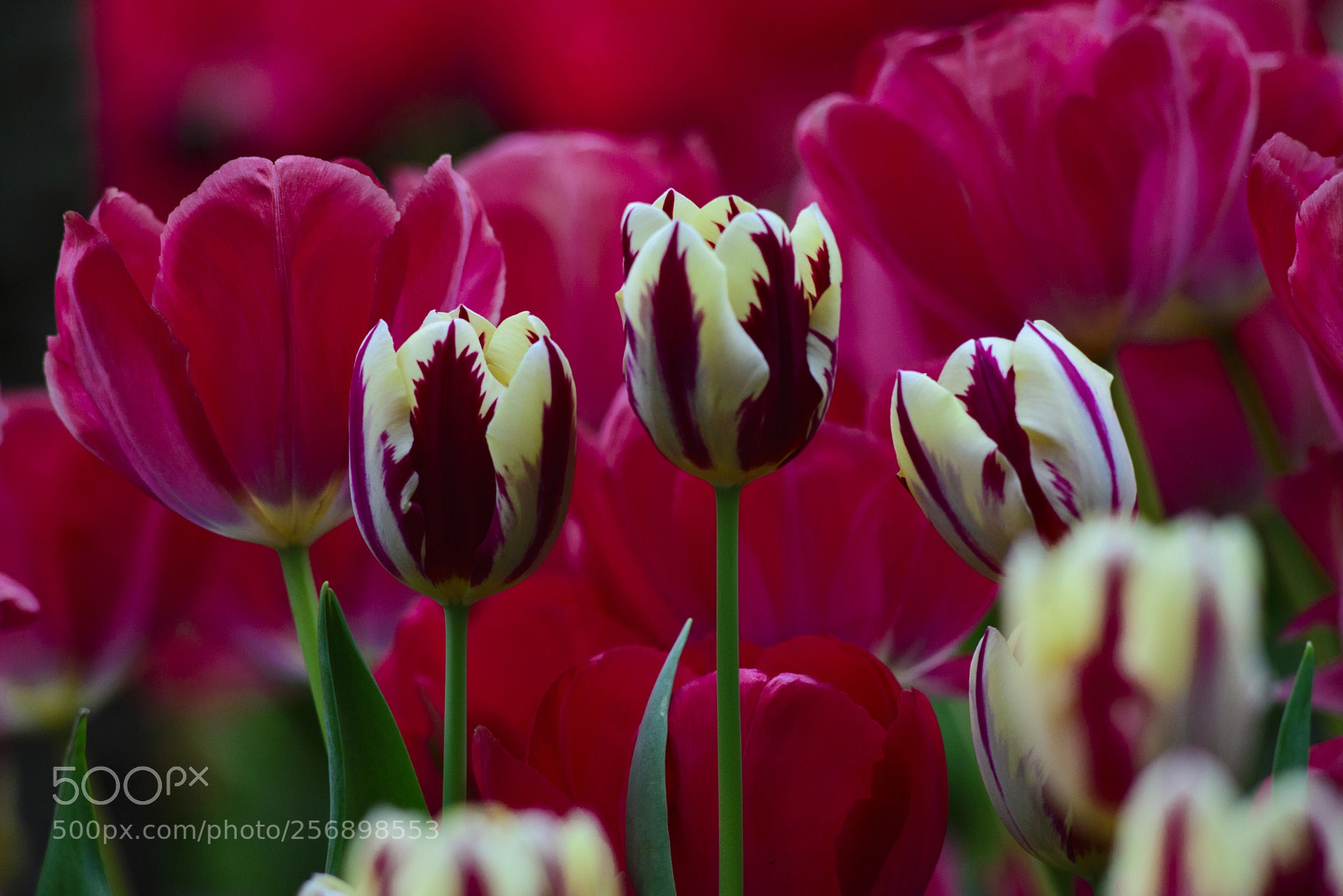 Nikon D610 sample photo. Tulip1 photography