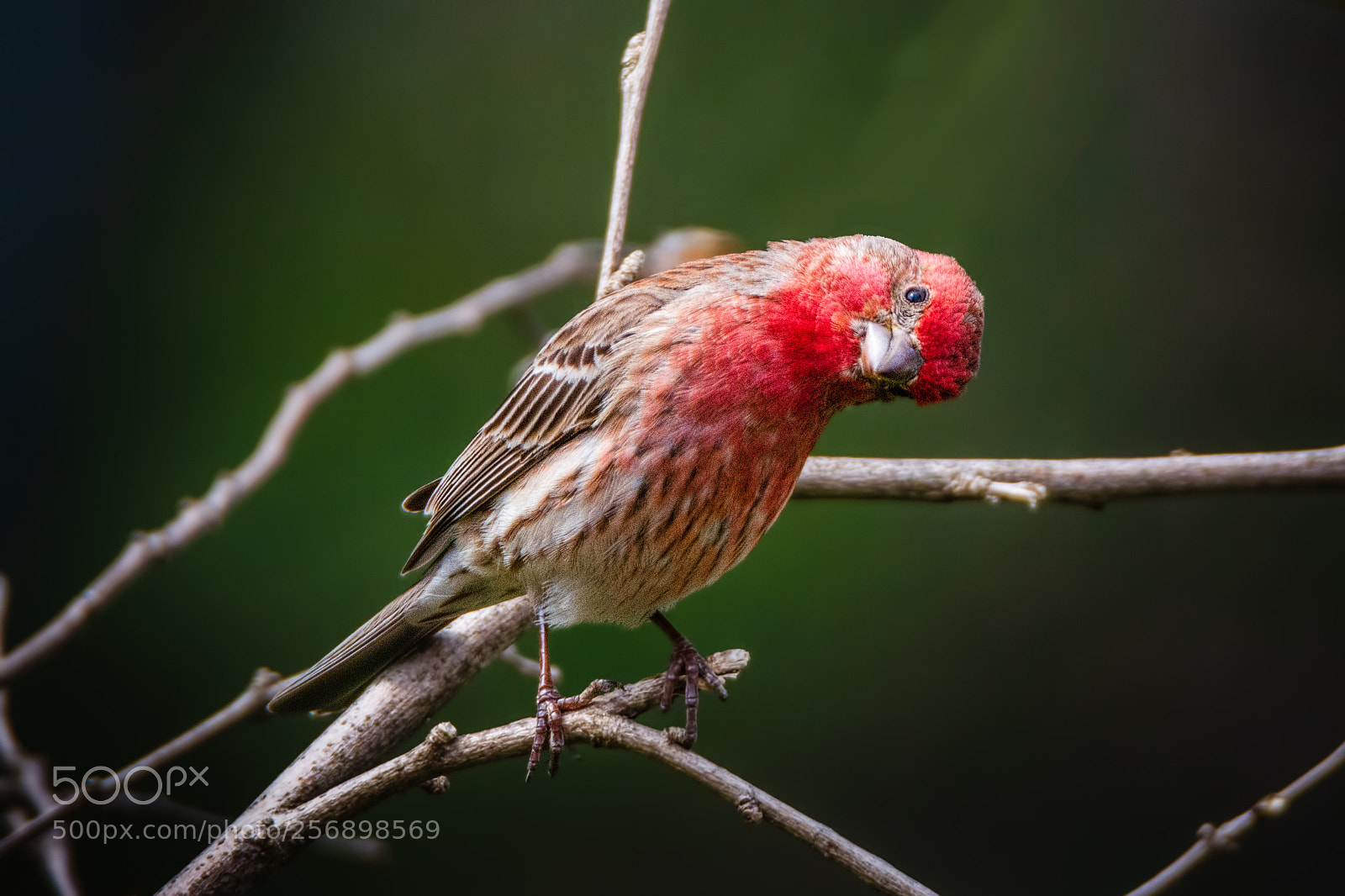 Nikon D7100 sample photo. Quizzical finch photography