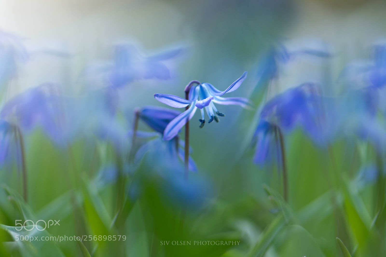Nikon D7100 sample photo. ~ blue bell ~ photography