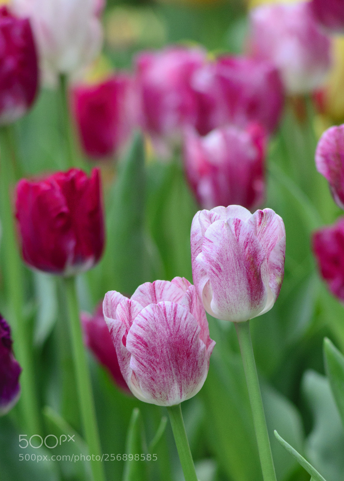 Nikon D610 sample photo. Tulip2 photography