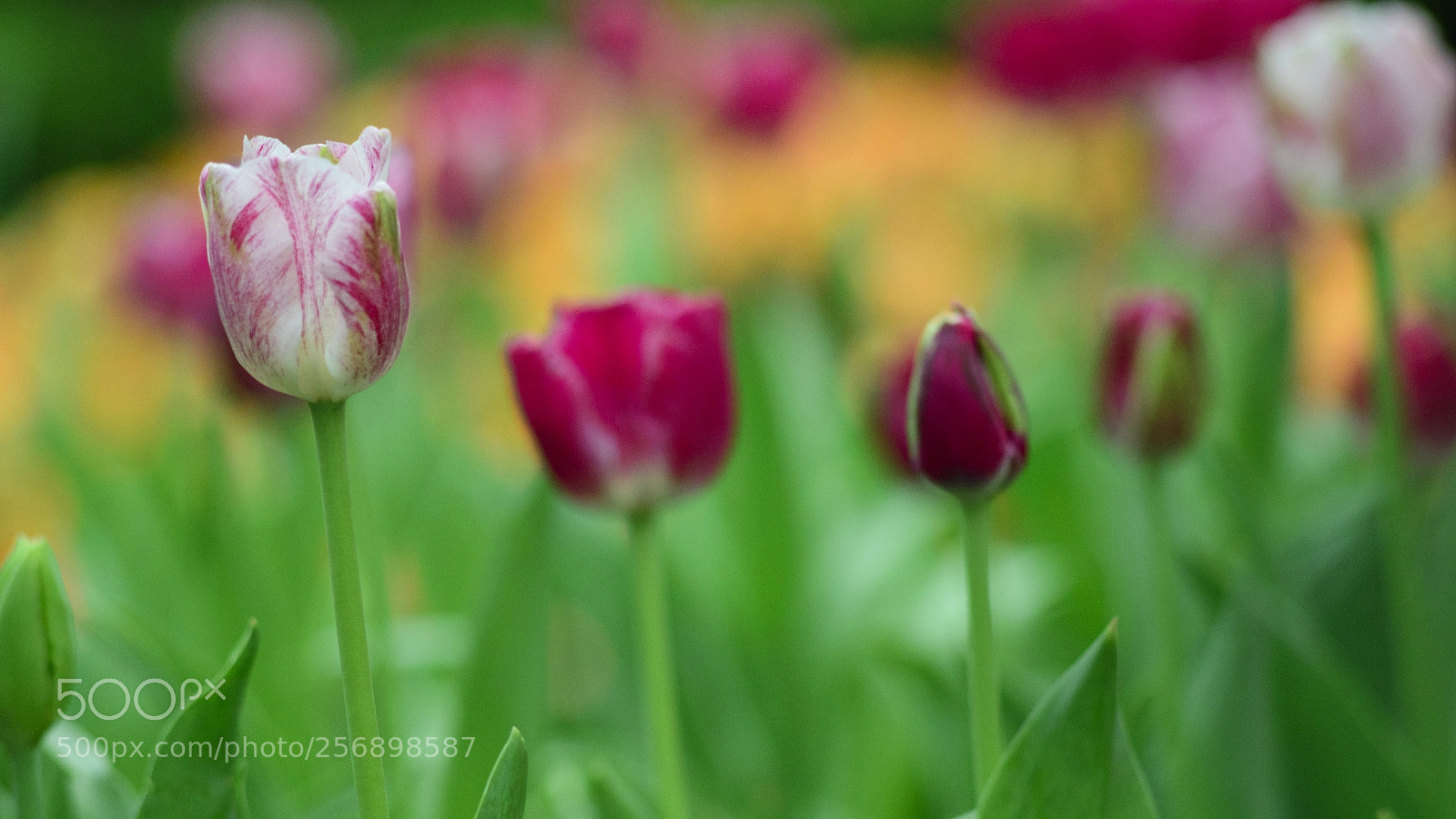 Nikon D610 sample photo. Tulip3 photography