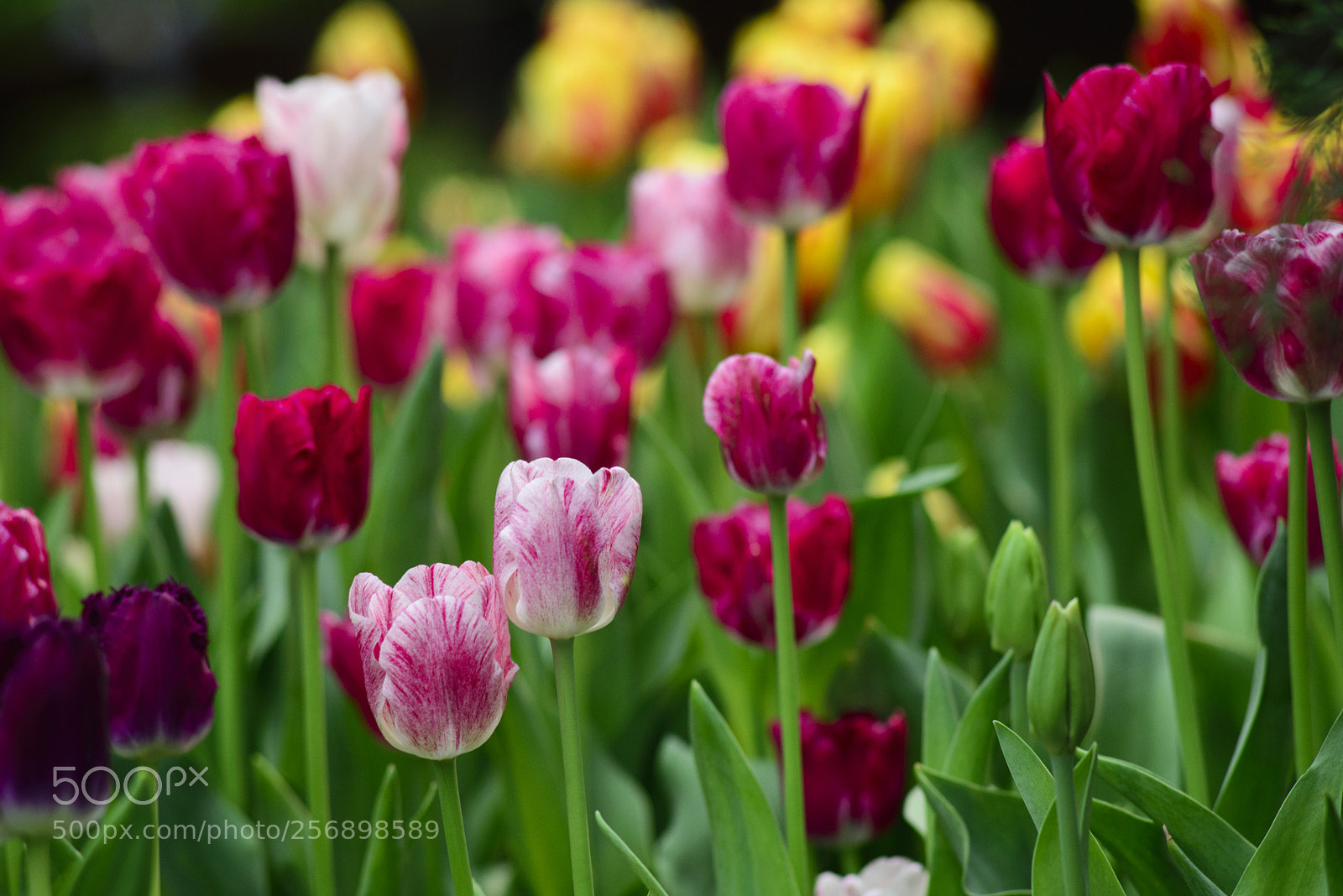 Nikon D610 sample photo. Tulip4 photography