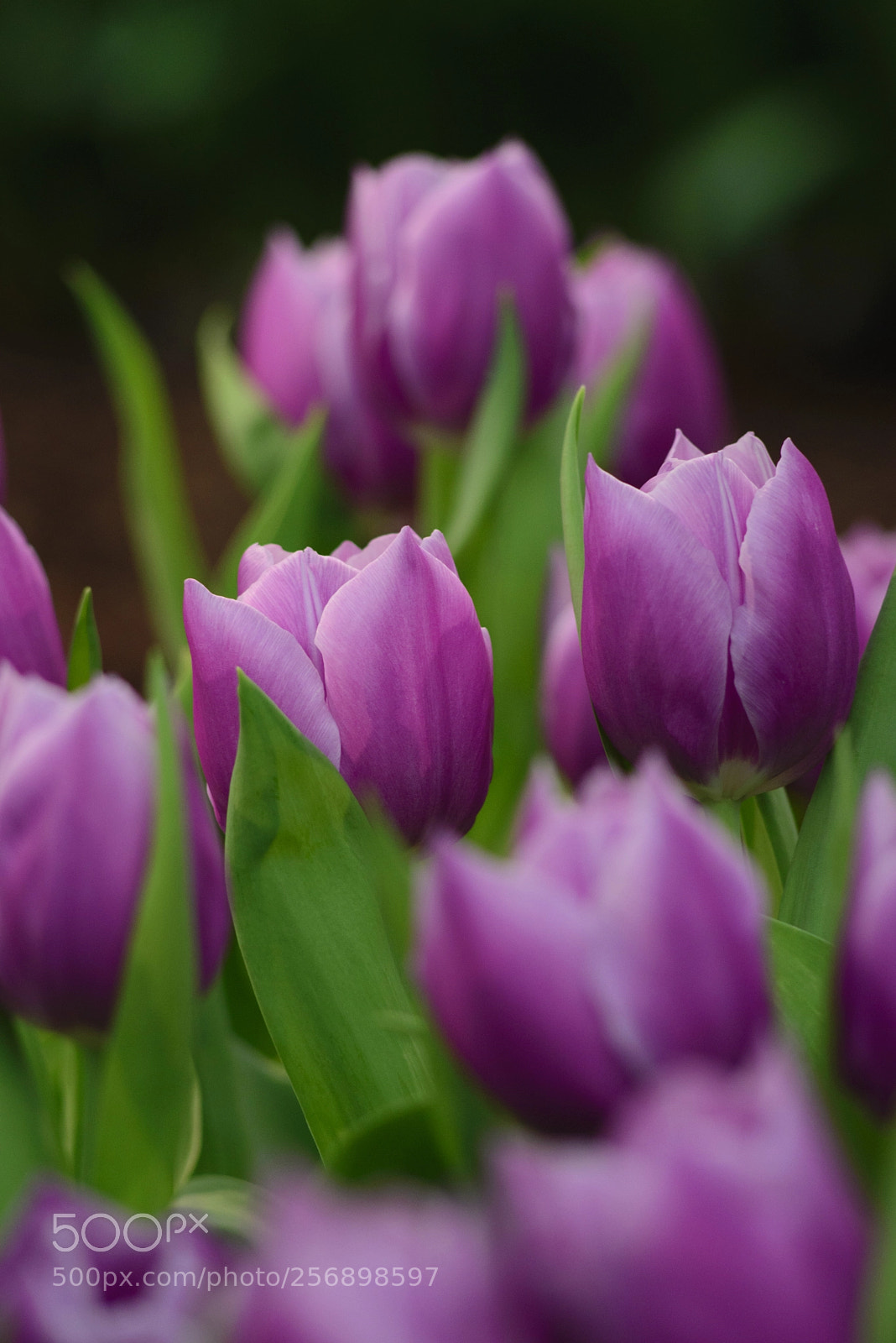 Nikon D610 sample photo. Tulip5 photography