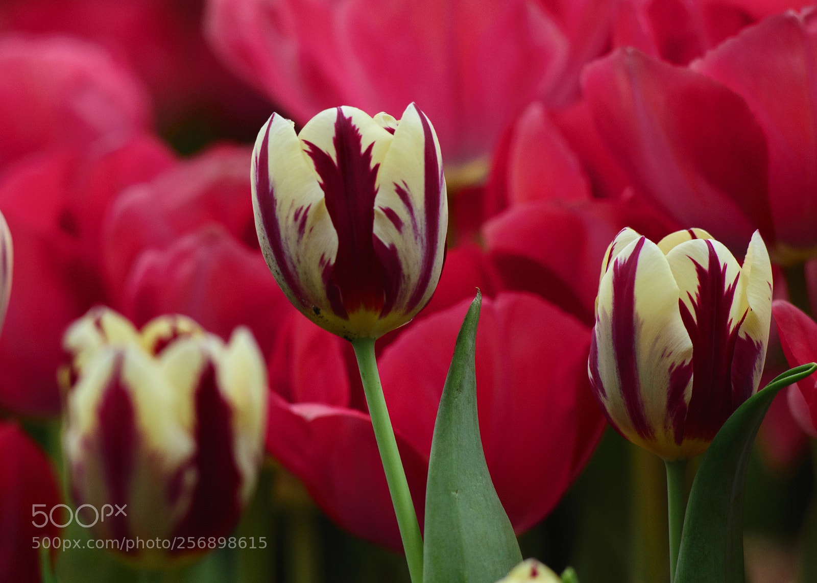 Nikon D610 sample photo. Tulip6 photography