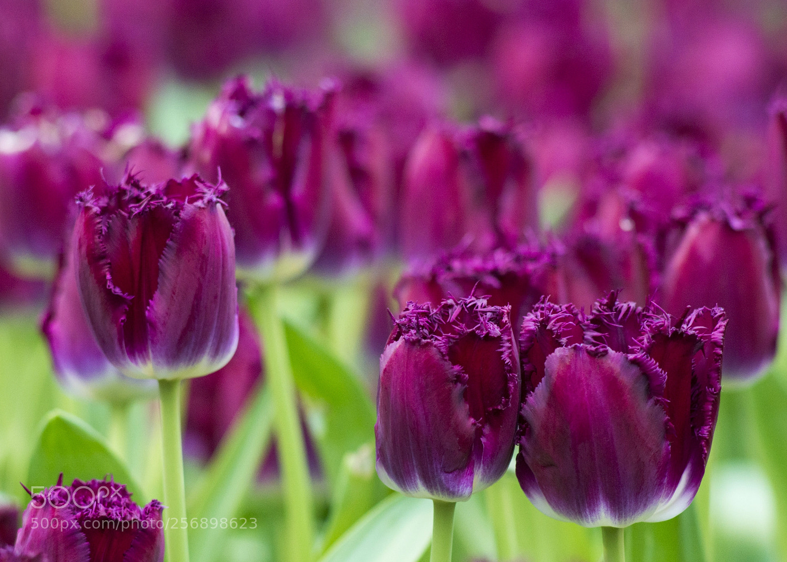 Nikon D610 sample photo. Tulip7 photography