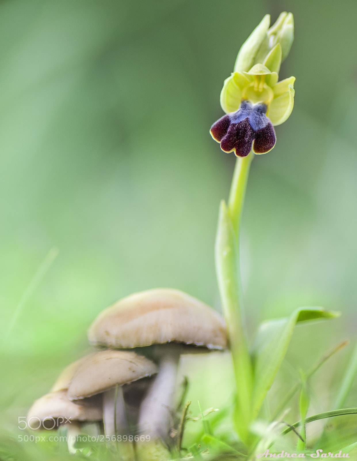 Nikon D7100 sample photo. Spring photography