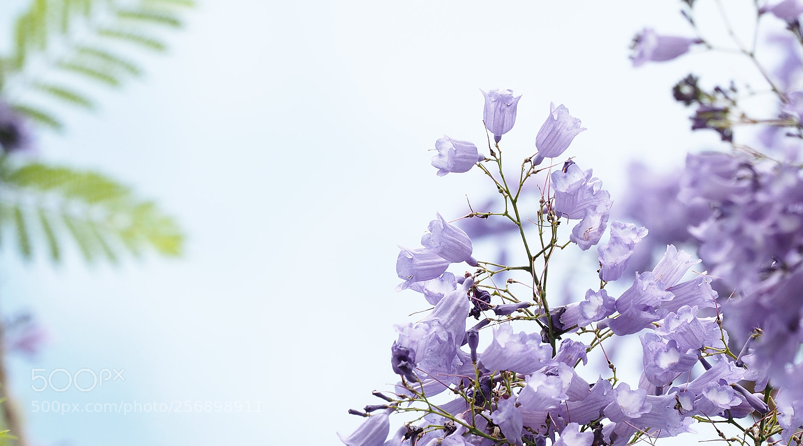 Olympus OM-D E-M5 II sample photo. Ringing, ringing, ringing photography