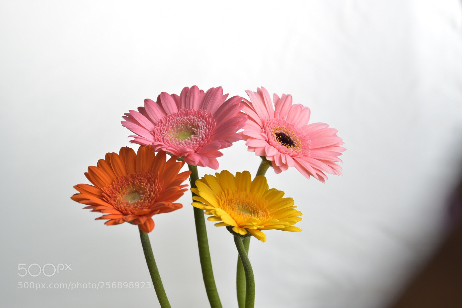 Nikon D750 sample photo. Alignment photography