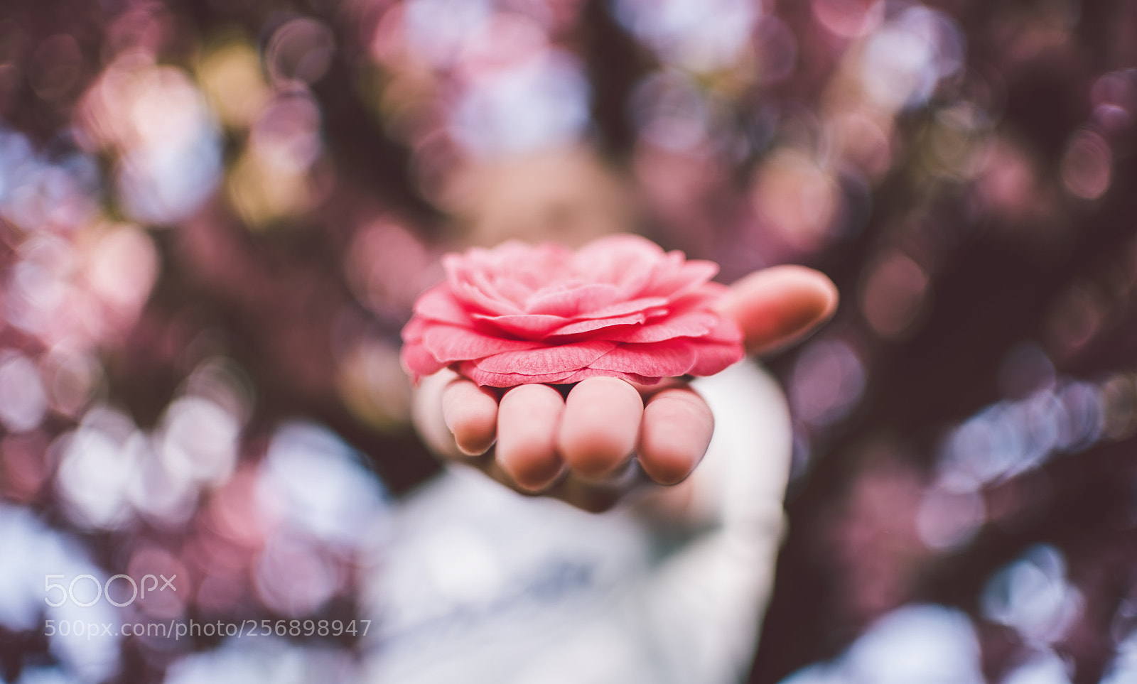 Nikon D750 sample photo. Flower photography