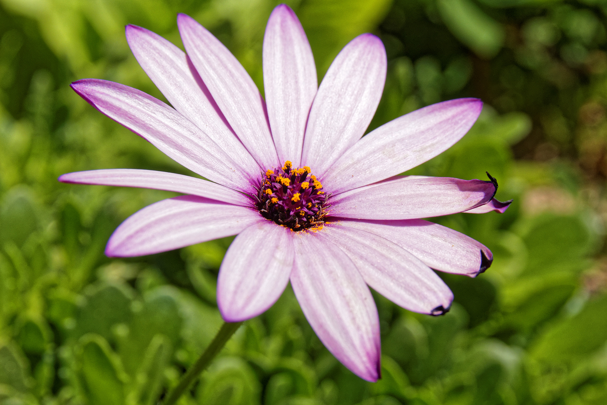 Sigma 17-70mm F2.8-4 DC Macro OS HSM sample photo. Fleur (2) photography