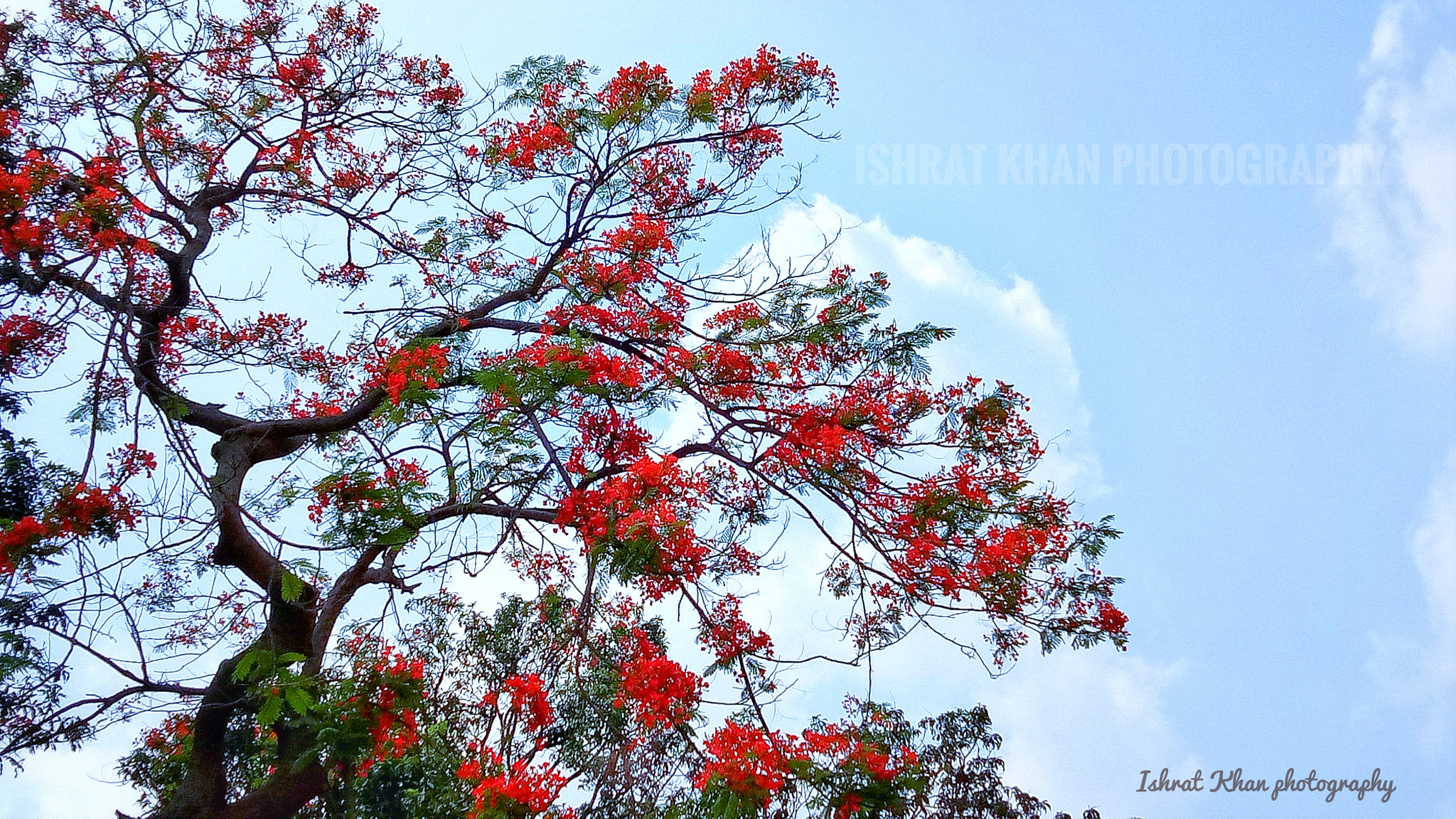 OPPO A1601 sample photo. Gul mohar photography