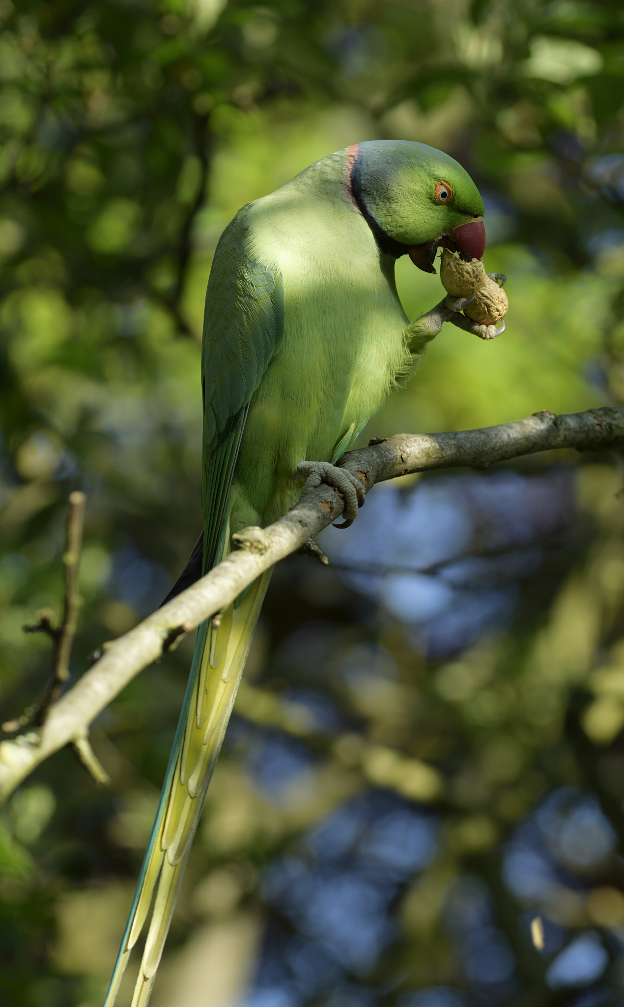 Sigma 105mm F2.8 EX DG OS HSM sample photo. Parakeet eating peanut photography