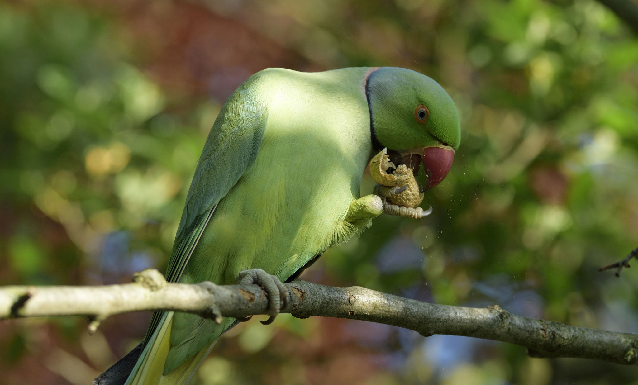 Nikon D3300 + Sigma 105mm F2.8 EX DG OS HSM sample photo. Parakeet eating peanut photography