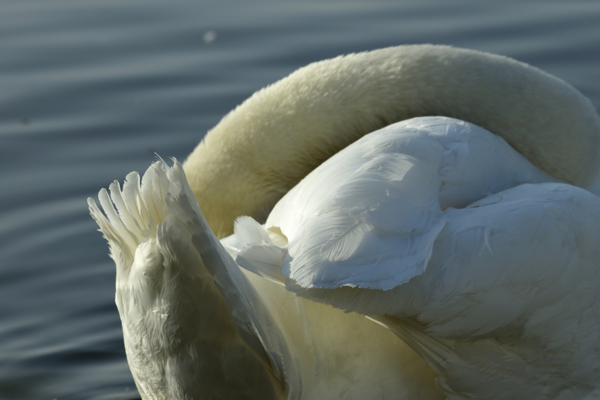Sigma 150-600mm F5-6.3 DG OS HSM | C sample photo. Swann preening photography