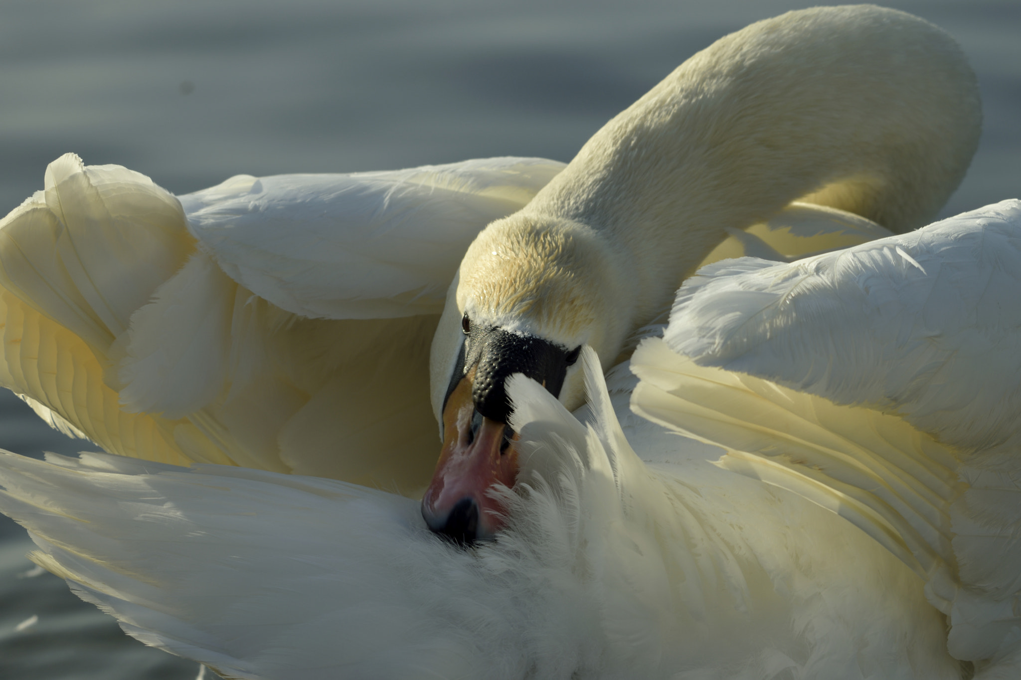 Nikon D3300 + Sigma 150-600mm F5-6.3 DG OS HSM | C sample photo. Swan preening photography