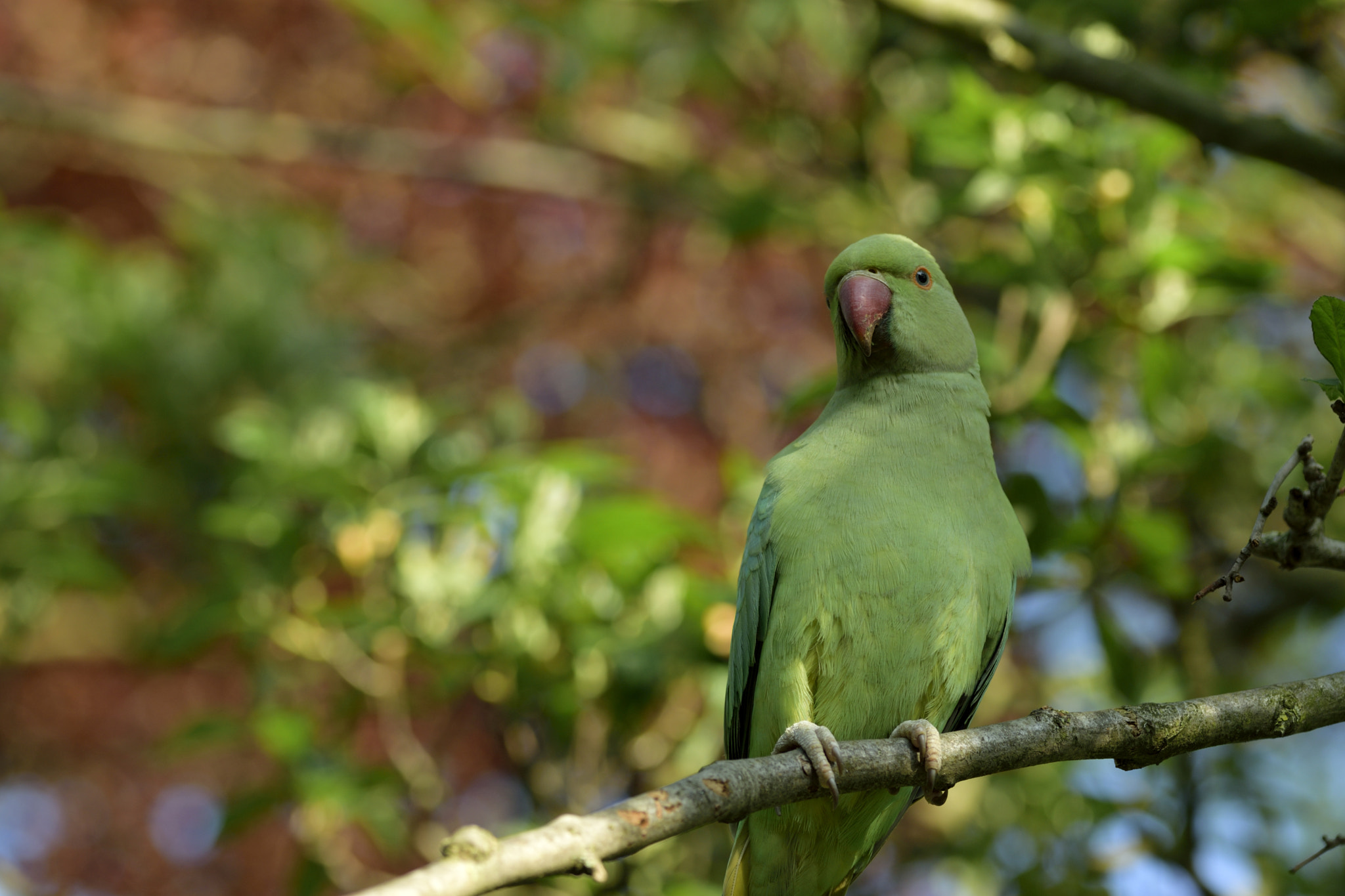 Sigma 105mm F2.8 EX DG OS HSM sample photo. Parakeet photography