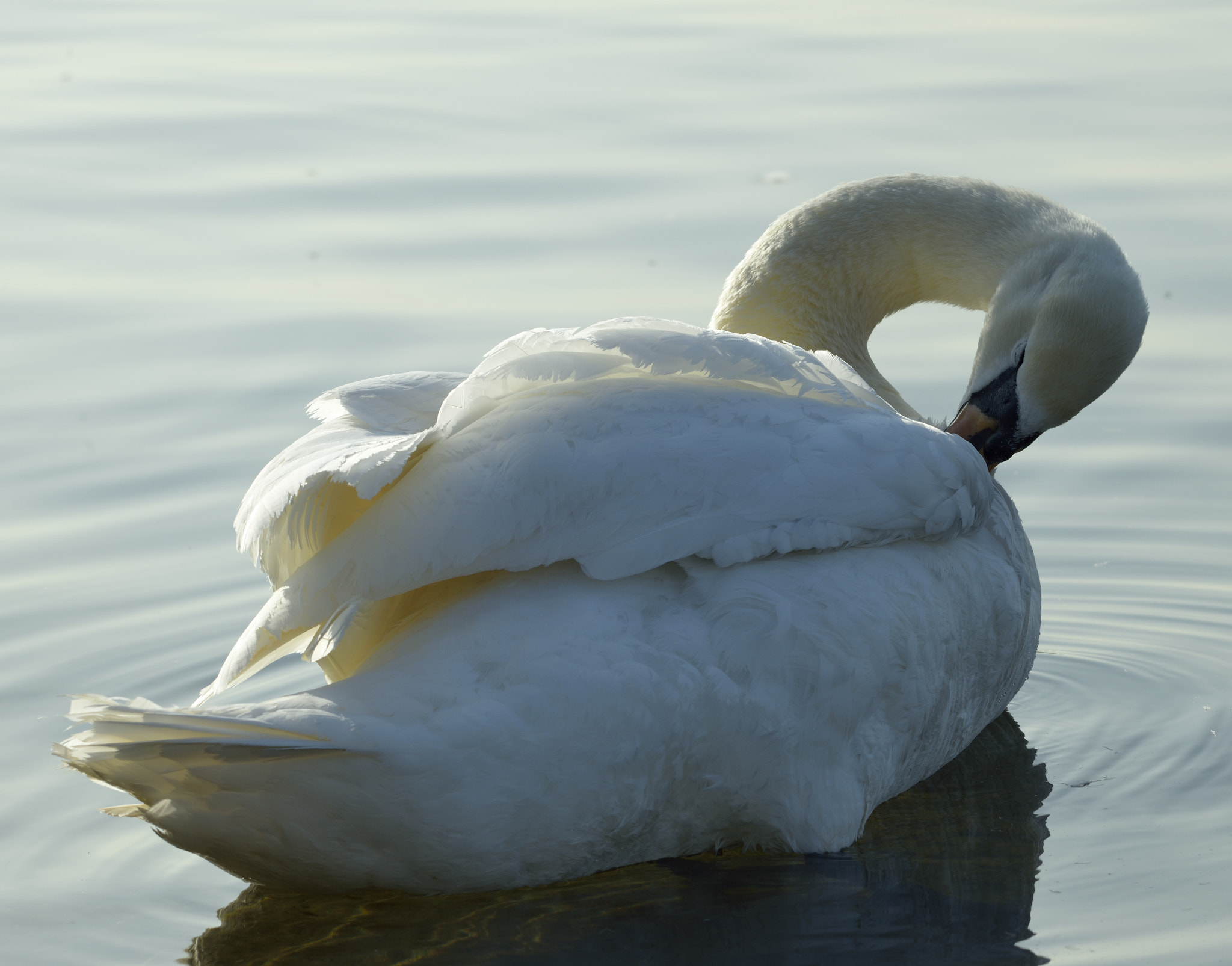 Nikon D3300 + Sigma 150-600mm F5-6.3 DG OS HSM | C sample photo. Swan preening photography