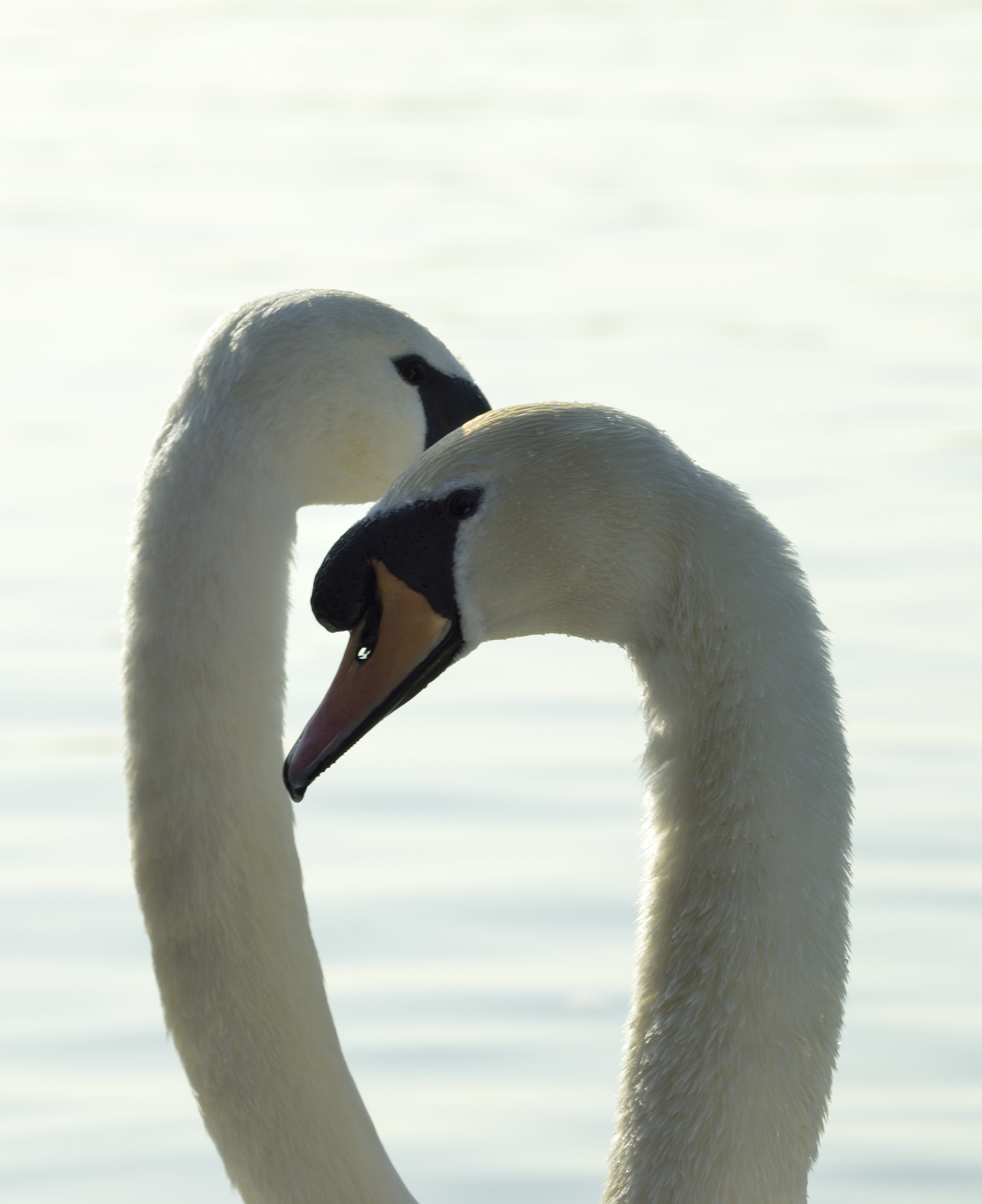 Sigma 150-600mm F5-6.3 DG OS HSM | C sample photo. Pair of swana photography