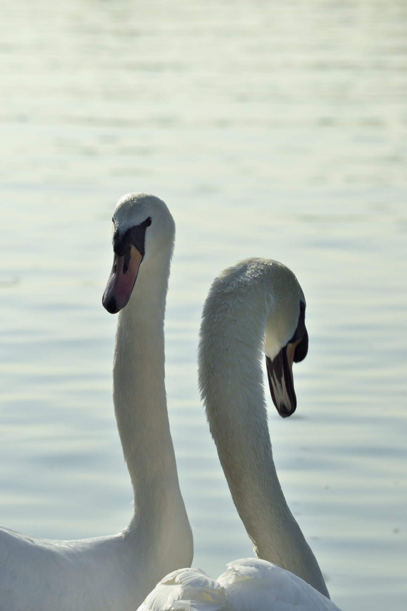 Nikon D3300 + Sigma 150-600mm F5-6.3 DG OS HSM | C sample photo. Pair of swans photography