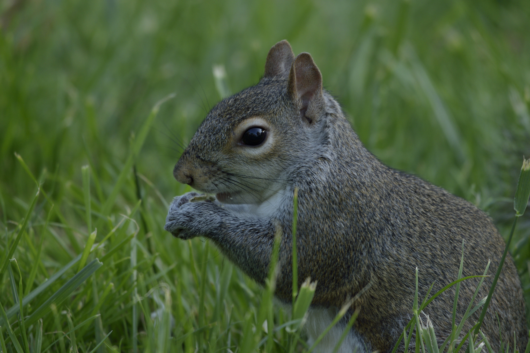 Nikon D3300 + Sigma 150-600mm F5-6.3 DG OS HSM | C sample photo. Squirrel eating photography