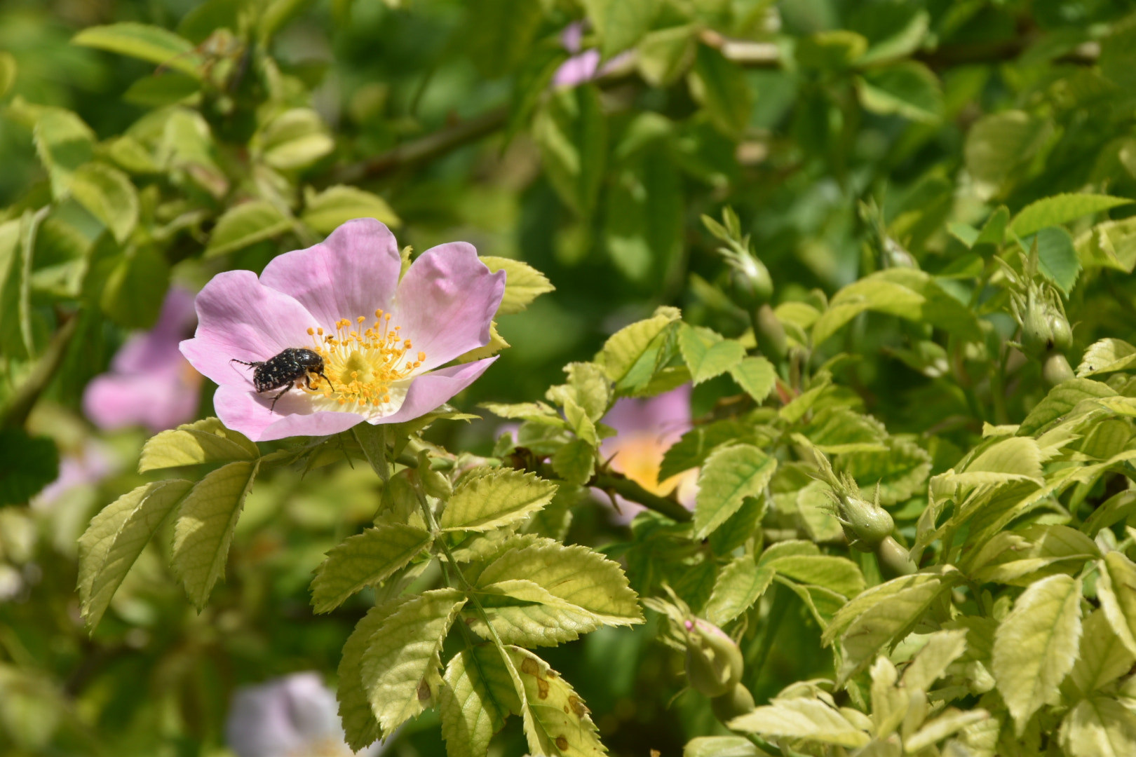 Nikon D5600 sample photo